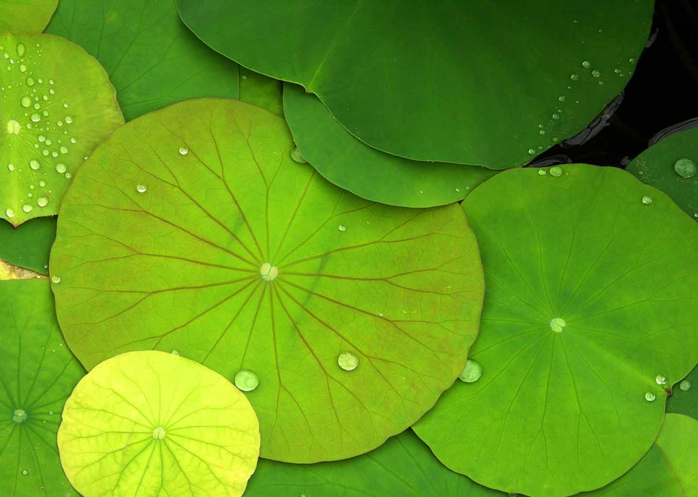 The Yogi and the World