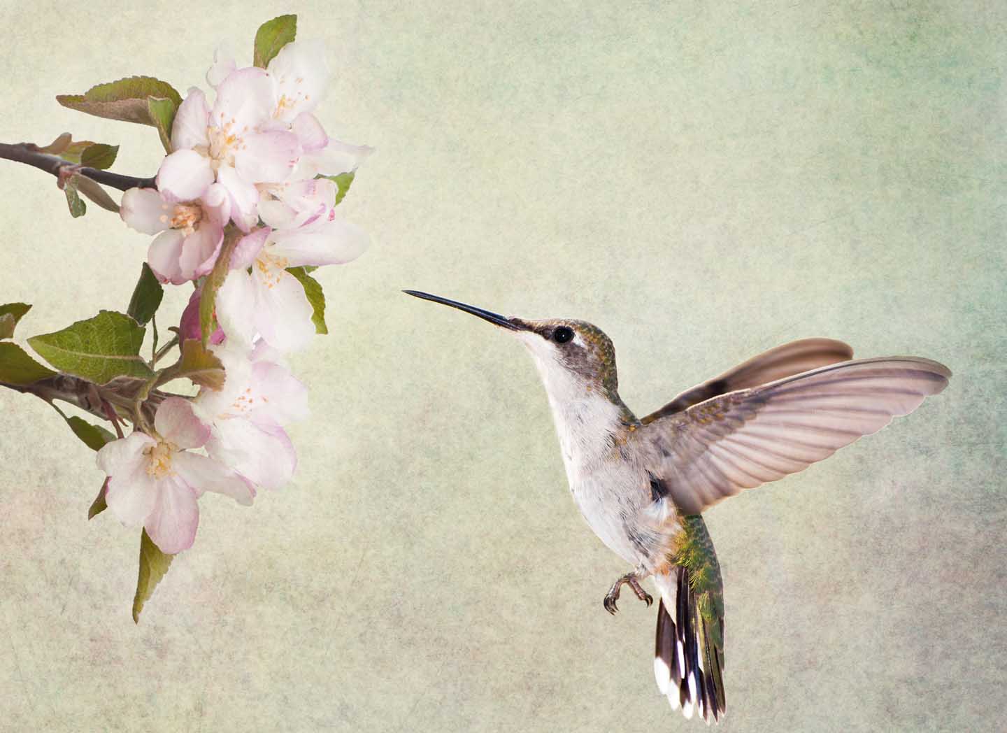 Dana — The Act of Charity