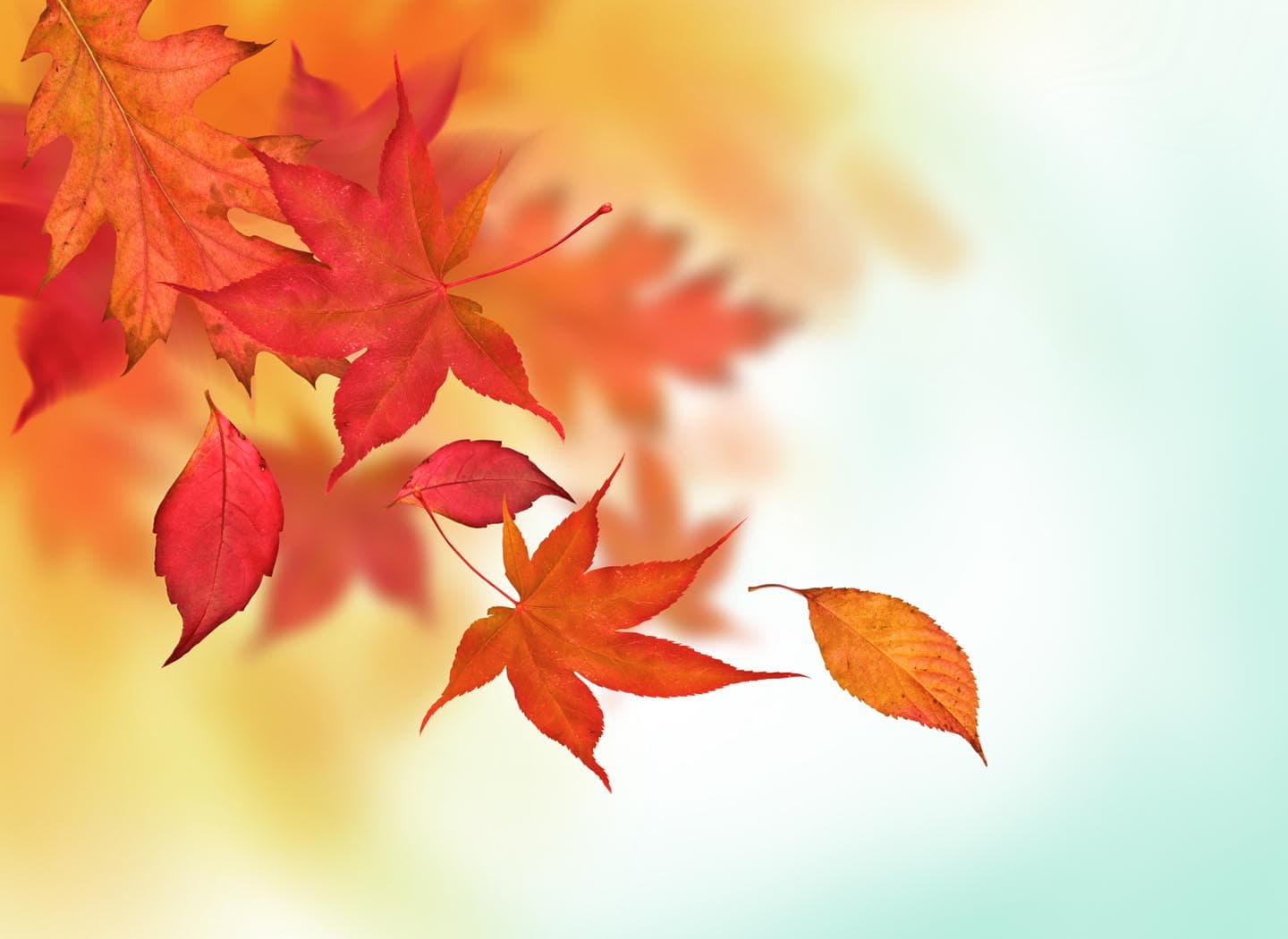 The Three Legged Elephant