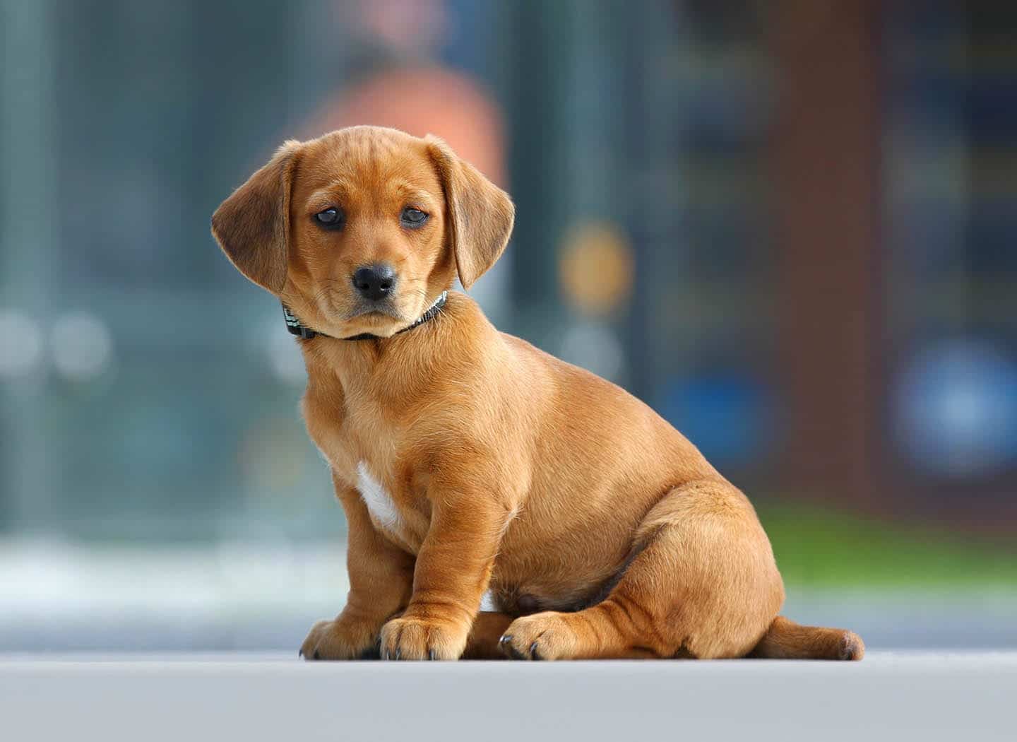 The Cobbler, the Dog and God