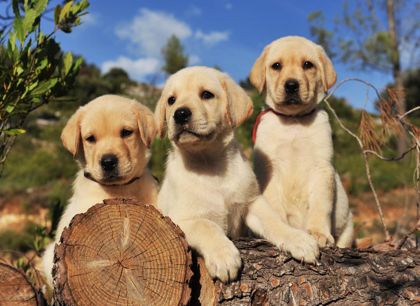 Beware of Dogs