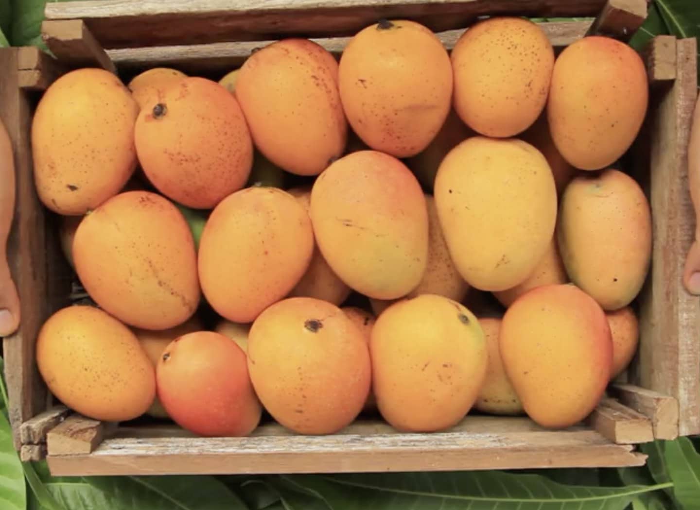 Mango Speech