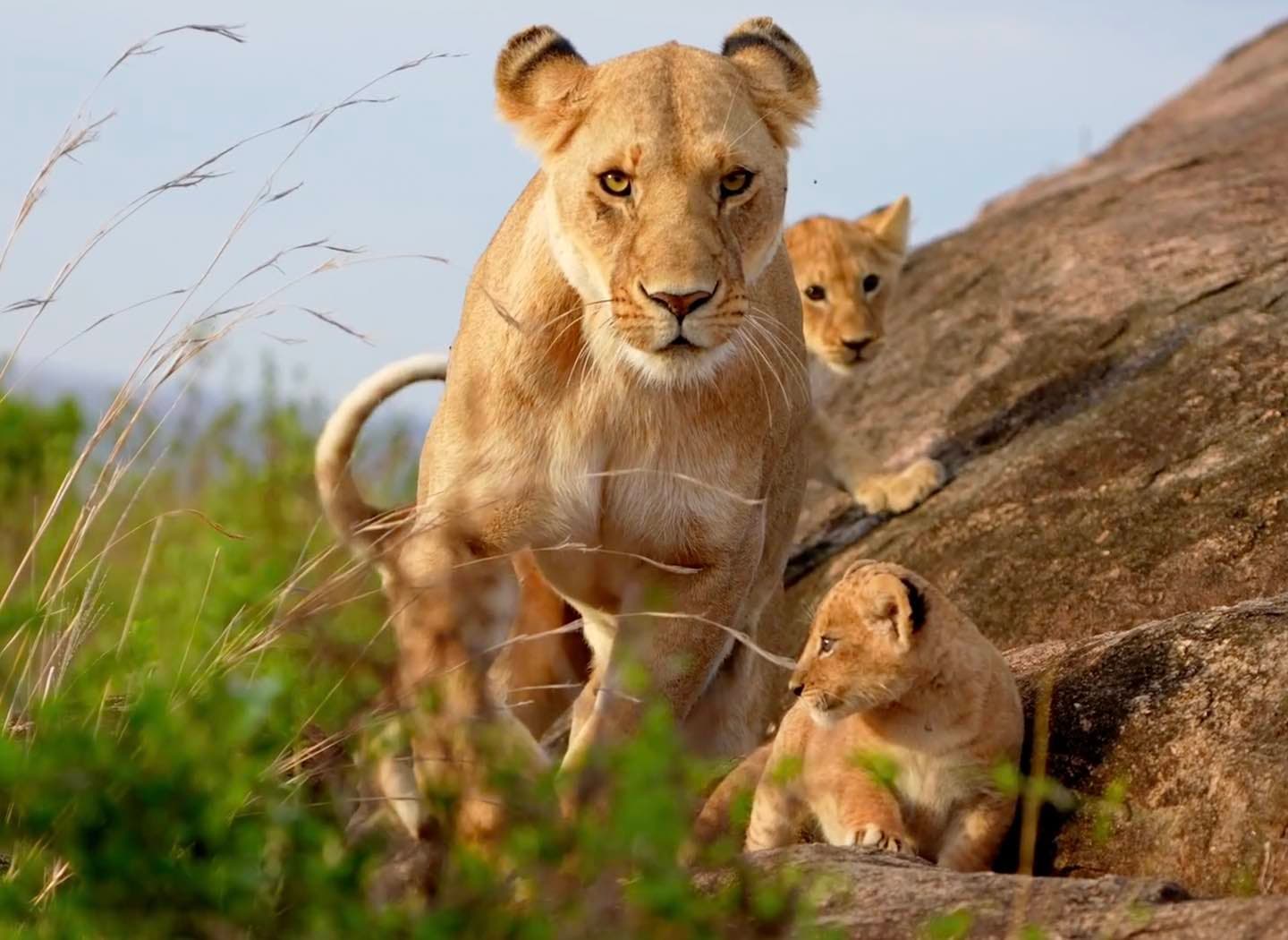 The Lioness's Milk